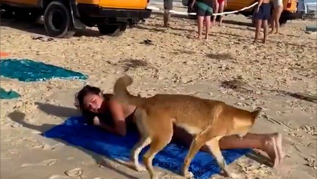 Watch: Dingo bites sunbathing tourist on the bum