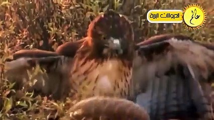 النسور الجائعة لا تعرف الرحمة شئ لا يصدق الحياة البرية في عالم الحيوان
