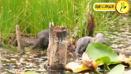 ثعالب الماء قررت أَخيراً القضاء على الجاكوار فكانت قوتهم كالصاعقة ! الحياة البرية عالم الحيوان