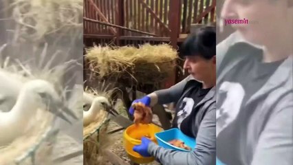 Polonya’da öksüz kalmış yavru leylekleri işte böyle besliyorlar