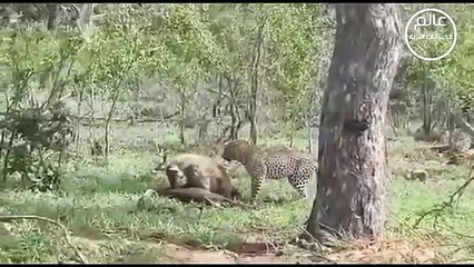 ضبع يصطاد خنزير بري بشكل لا يصدق  عالم الحيوان