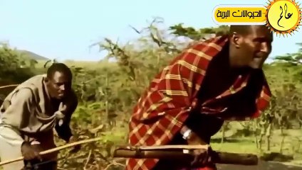 عندما تخطئ الاسود في مواجهة الفريسة شئ لا يصدق الحياة البرية في عالم الحيوان