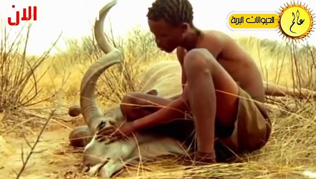 عندما تقترب الحيوانات البرية من البشر شئ لا يصدق الحياة البرية في عالم الحيوان