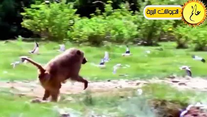 النسور قررت أَخيراً القضاء على القرود البرية فكانت قوتهم كالصاعقة ! عالم الحيوان