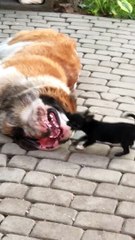 Tiny Puppy Plays With Sleepy St. Bernard