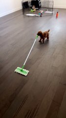 Puppy Does His Chores