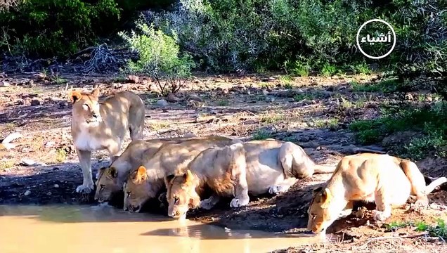 عندما تتقابل التماسيح المفترسة والأسود البرية صراع البقاء في عالم الحيوان