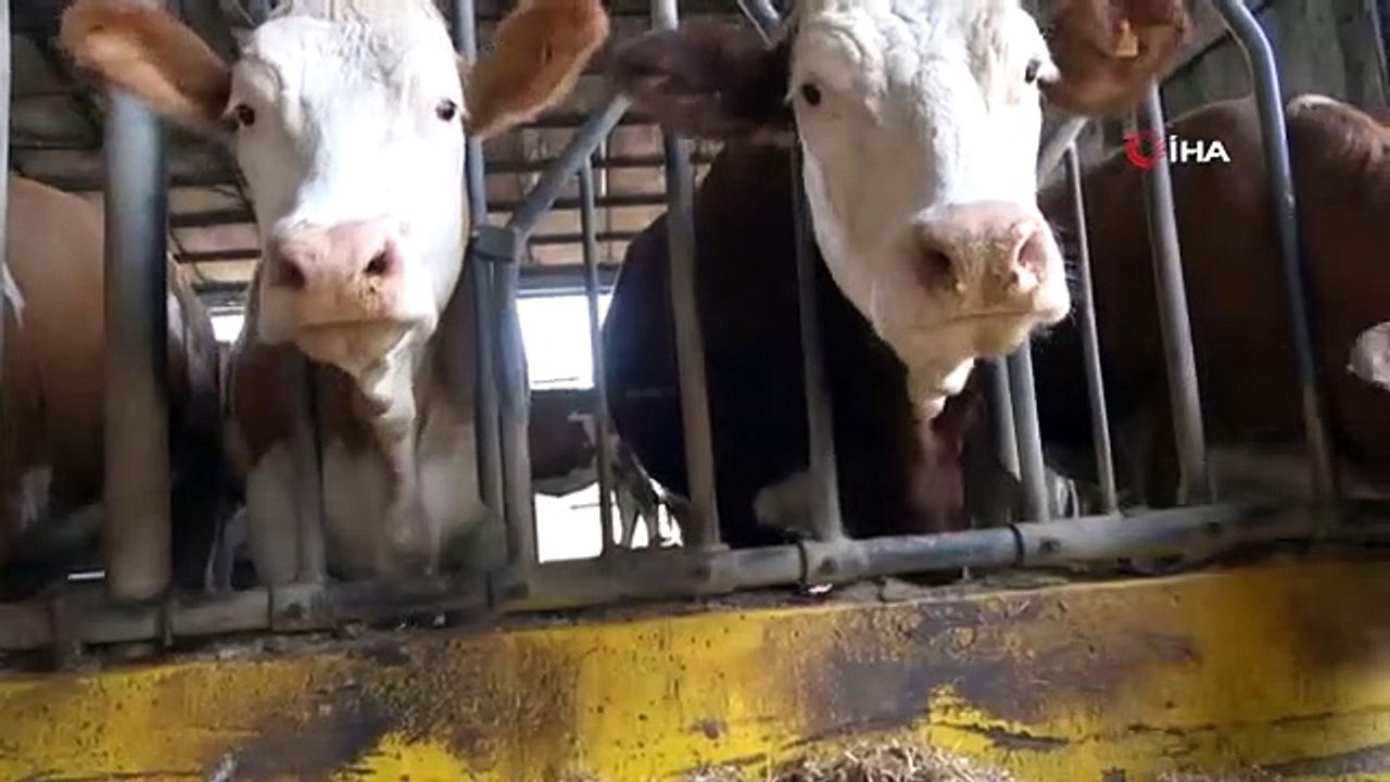 Les vétérinaires avertissent avant l'Aïd al-Adha : il y a plus de 200 maladies transmises des animaux aux humains