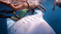 Manta Ray Gets Very Close to Swimmer