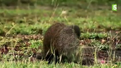 Sexe  comment fait la mangouste  - ZAPPING SAUVAGE