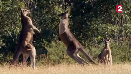 Choc en direct : La violence impressionnante du kangourou 🦘