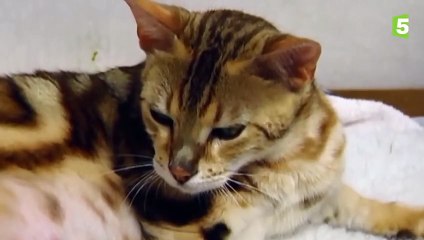 Naissance d'un bébé chat en direct   mise bas chatte - ZAPPING SAUVAGE
