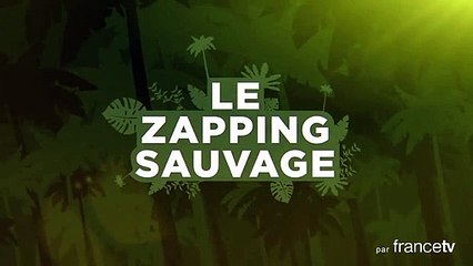 Cet oiseau parle japonais ! - ZAPPING SAUVAGE