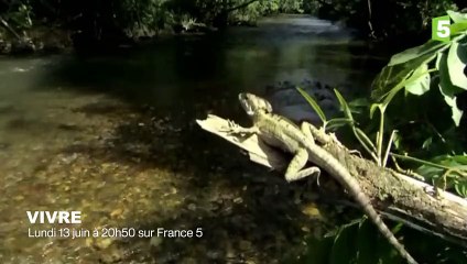 Ce dauphin crée un piège incroyable  - ZAPPING SAUVAGE 69