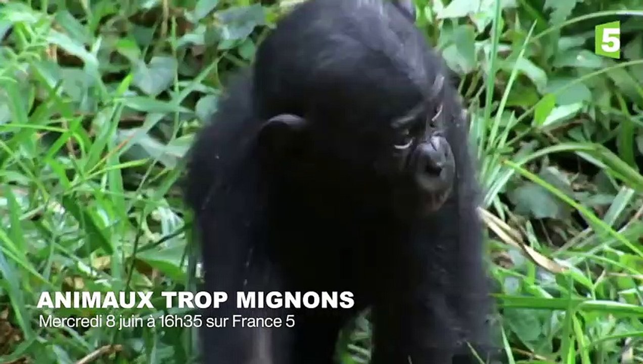 Le rire des singes - ZAPPING SAUVAGE 68