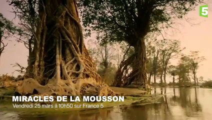 Des dauphins prennent de la drogue - ZAPPING SAUVAGE 61