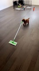 Puppy Does His Chores