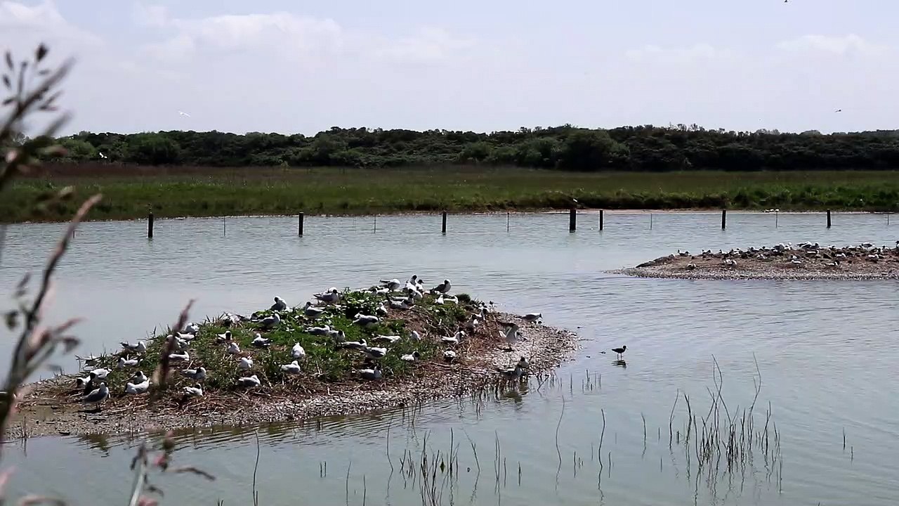 IMG_4901 Saint-Quentin-en-Tourmont (80), Parc Marquenterre, observatoire 1, CLIP