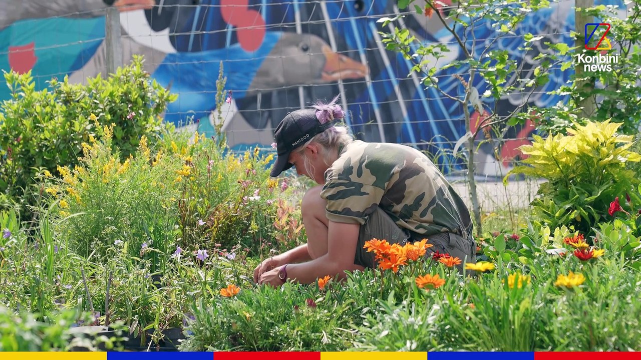 L'hôpital des végétaux : comment Nicolas donne une seconde vie aux plantes 