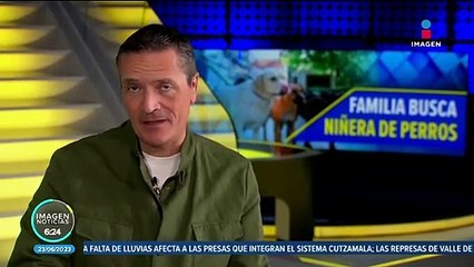 Familia multimillonaria busca niñera de perros y ofrece un atractivo salario