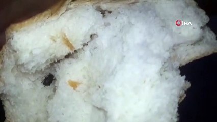 Sucuktan kurtçukların fışkırdığı ilimizde şimdi de ekmekten hamam böceği çıktı