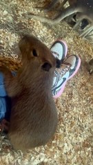Baby Capybara Climbs on Friend