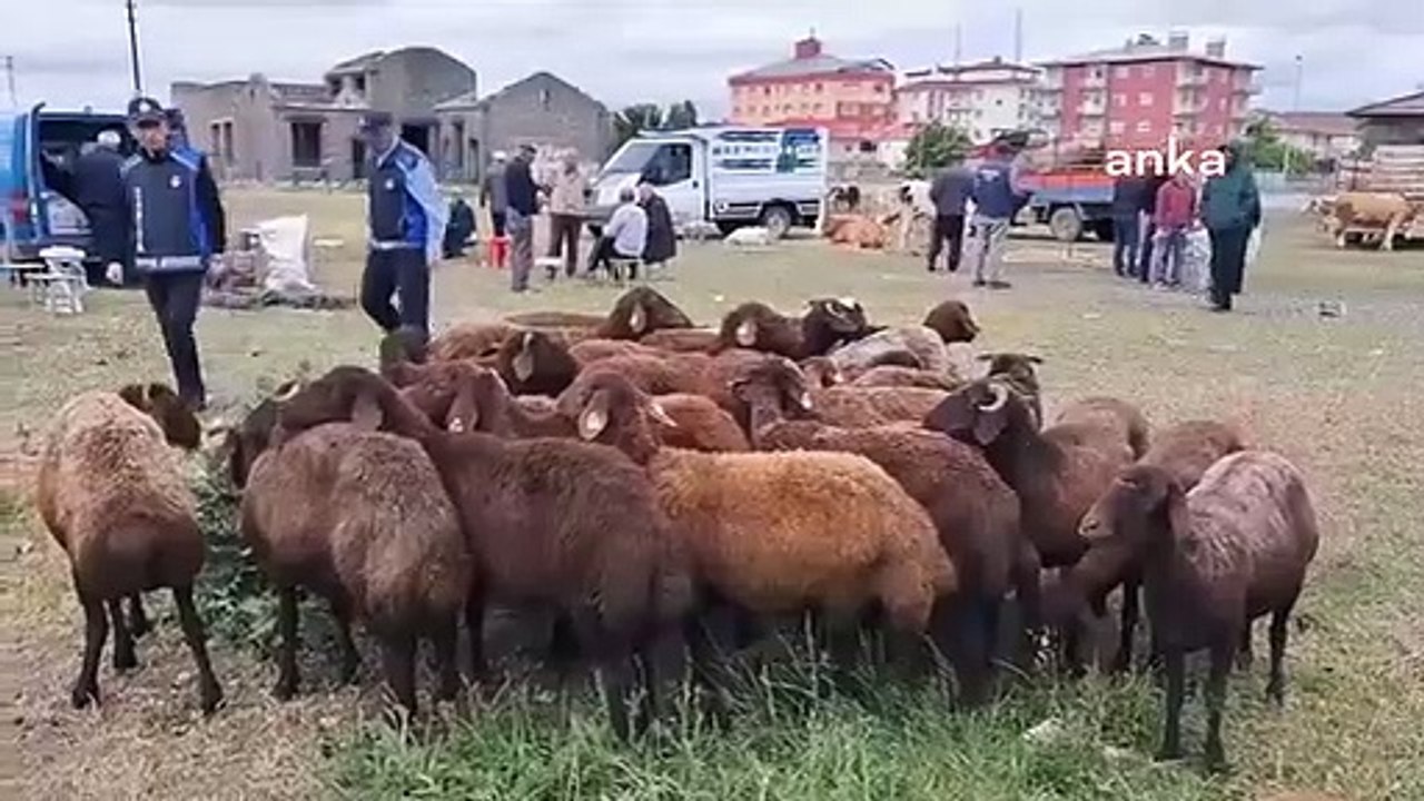 Les marchés du sacrifice à Kars sont tranquilles