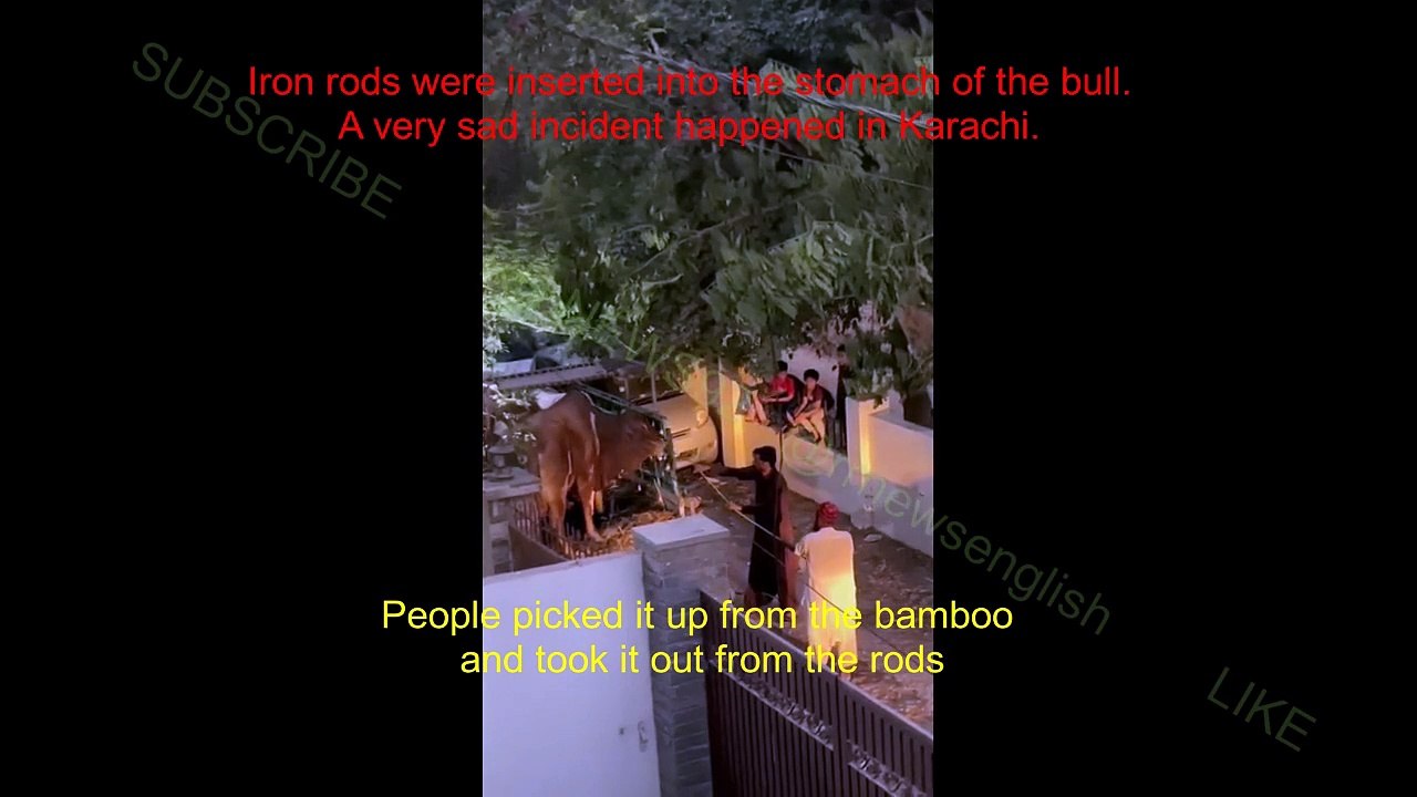 Bull Incident. Iron rods were inserted into the stomach of the bull. A very sad incident happened in Karachi.
