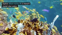A Journey beneath the Waves Unveiling Hawaii's Spectacular Snorkeling Tours