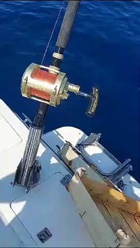 Cronaca Roma | Avvistato squalo ad Ostia