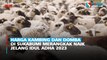 Harga Kambing dan Domba di Sukabumi Merangkak Naik Jelang Idul Adha 2023