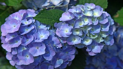 New Pop Star Hydrangea Is the Compact, Colorful Shrub Your Garden Needs