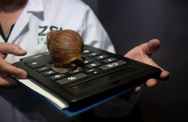 Giant lethal snails invading Florida city