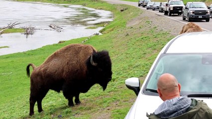 Tourists Gets Perilously Close to Bison for Pictures