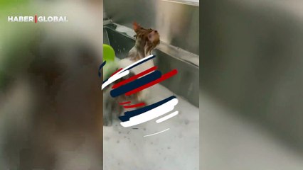Kedinin banyo keyfi... Sakin tavırları dikkat çekti