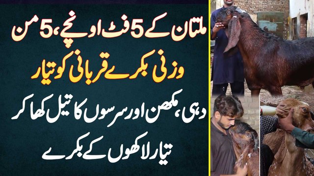 Multan K 5 Feet Height Wale 200KG K Bakre Qurbani Ko Taiyar, Dahi Makhan Kha K Taiyar Laakho K Bakre
