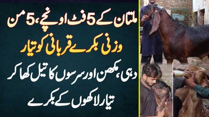 Multan K 5 Feet Height Wale 200KG K Bakre Qurbani Ko Taiyar, Dahi Makhan Kha K Taiyar Laakho K Bakre