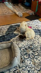 Gentle Dog Plays With Baby Raccoons