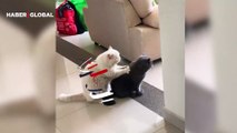 Arkadaşına masaj yapan kedinin görüntüleri viral oldu