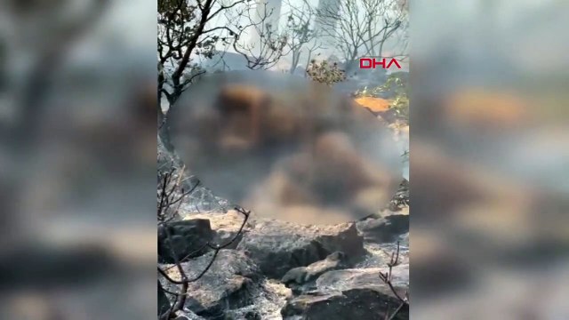 Marmaris'te çıkan orman yangını, ateşe verilen ceset nedeniyle çıktı