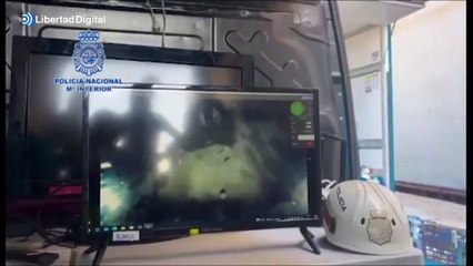 La policía y la DEA inspeccionan un barco con 16.000 vacas interceptado en Cádiz