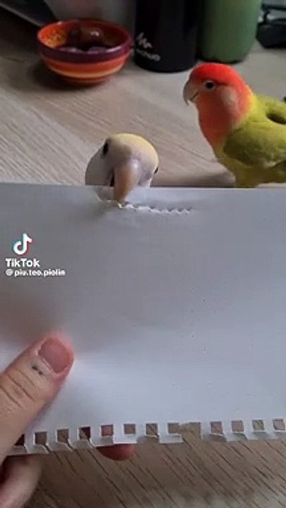 Love bird
