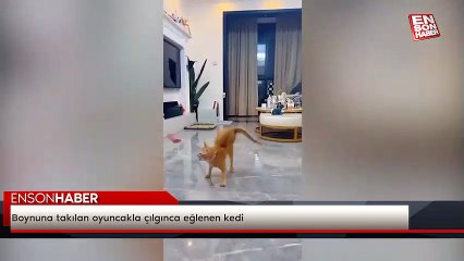 Boynuna takılan oyuncakla çılgınca eğlenen kedi