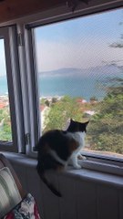 Cat and Seagull Have A Conversation