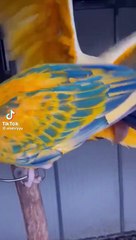 golden macaw