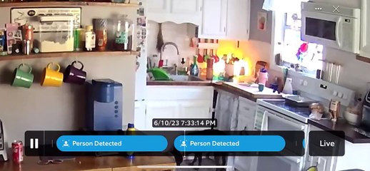 Dog Sneaks Dinner Off Kitchen Counter