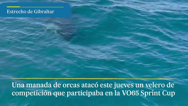 Una manada de orcas ataca un velero cerca del Estrecho de Gibraltar