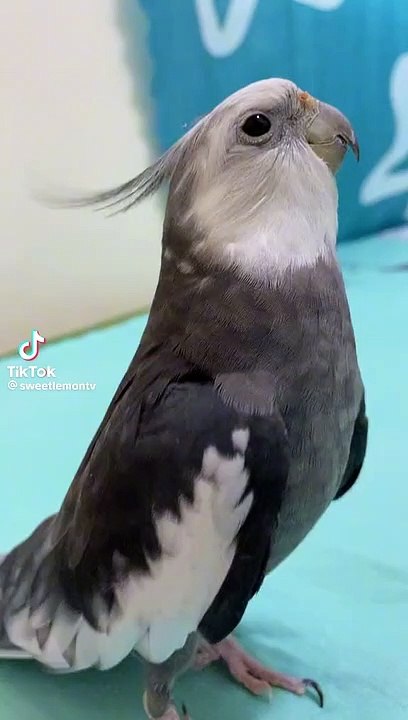 Grey coktail