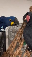 Black macaw #blue macaw
