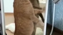 Funny animals 2023 - Funniest Cats and Dogs Video